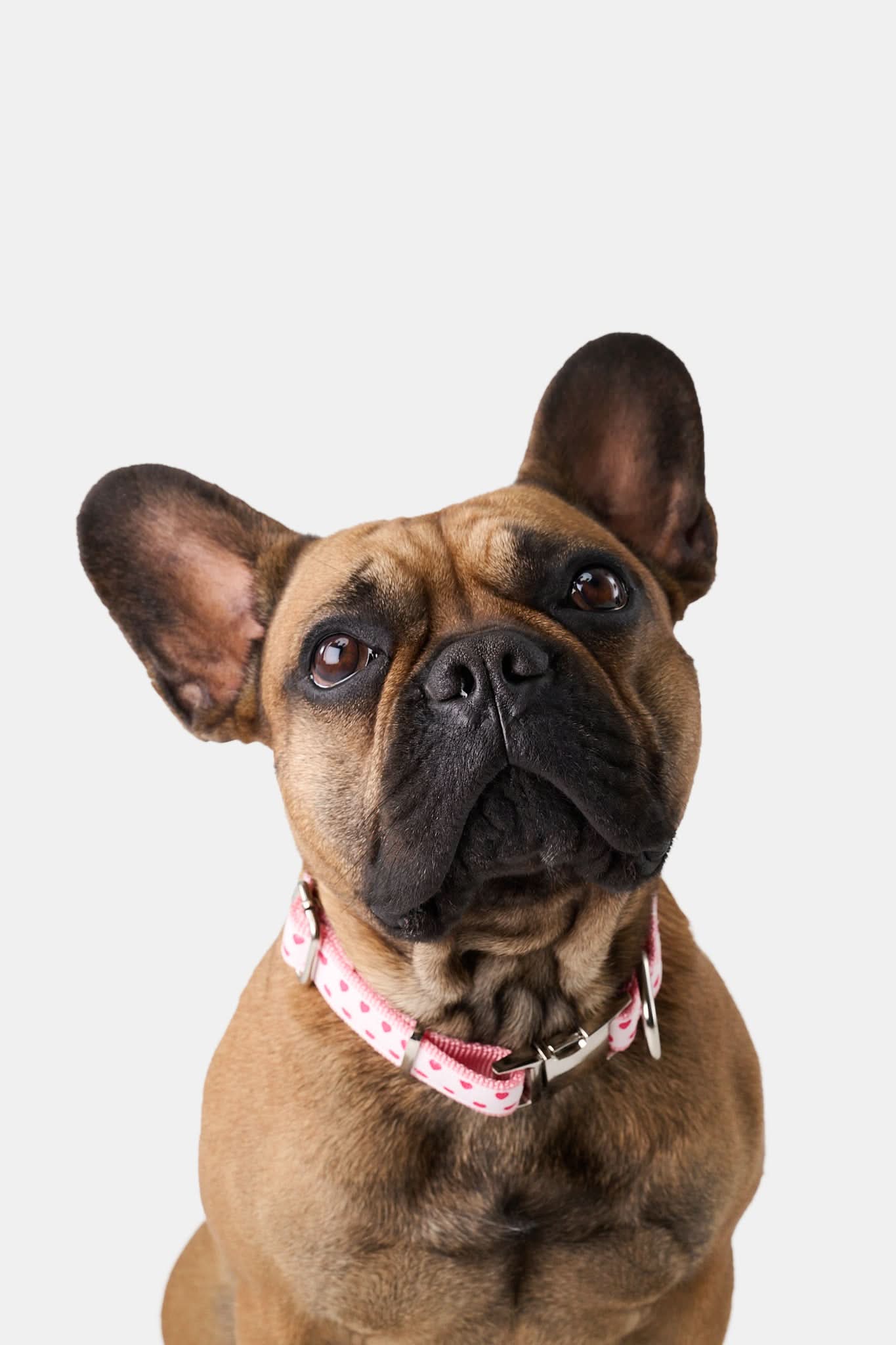 Hearts Dog Collar - Image 2